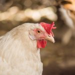 Chicken in hen house eating food
