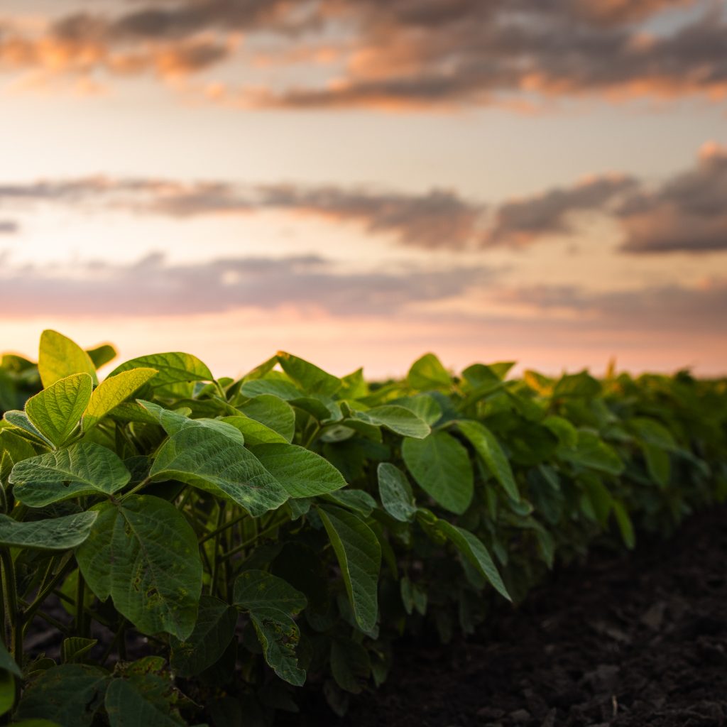 Sunset over growing soybean plants in a field.