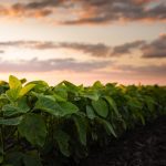 Sunset over growing soybean plants in a field.