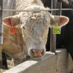 Close up on a white steer poking its head through the fence at a feedlot in Alberta.