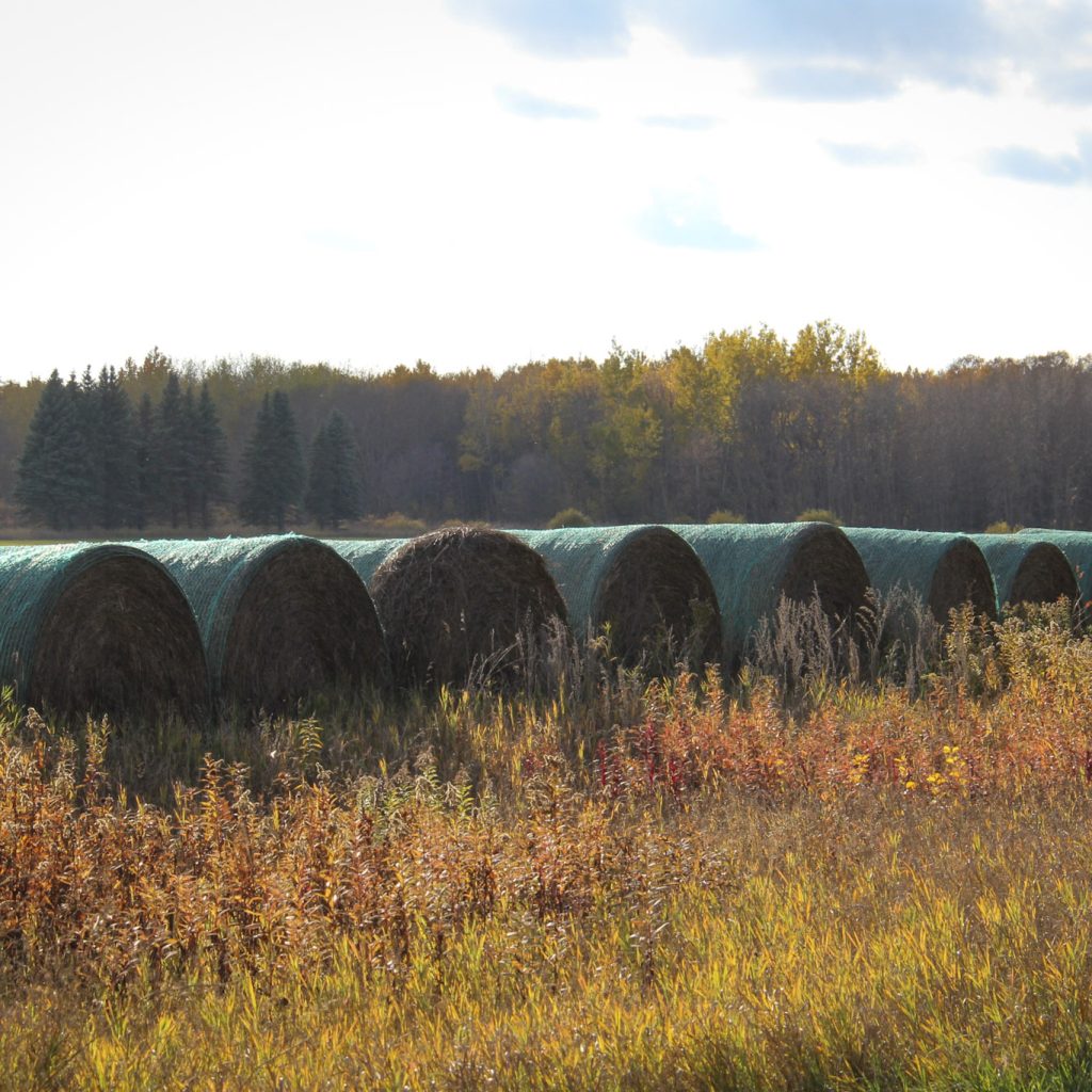 A row of round bales in a pastures.