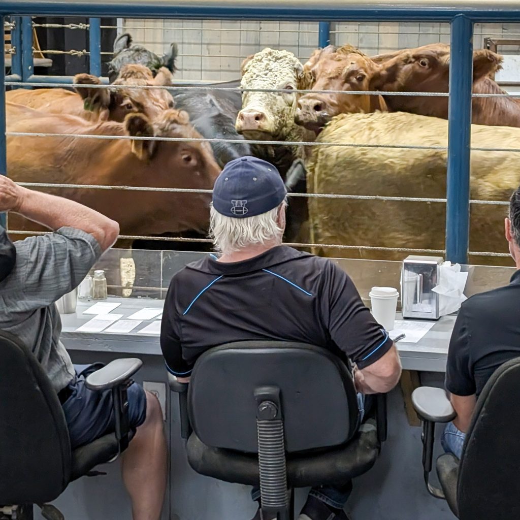 Cattle buyers view beef cattle in the ring at Grunthal Auction Mart in southeast Manitoba.