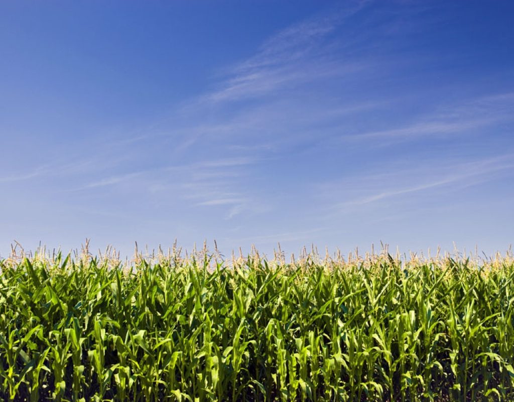 A corn field beneath a blue sky.