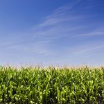 A corn field beneath a blue sky.