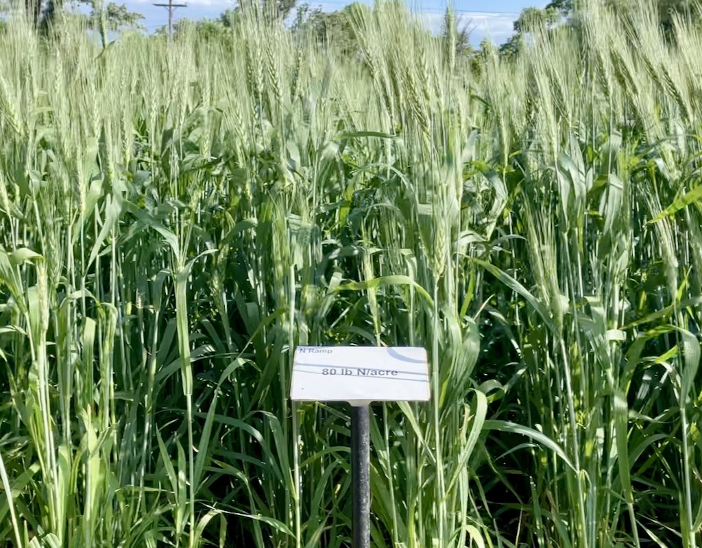 winter wheat in a crop plot