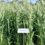 winter wheat in a crop plot