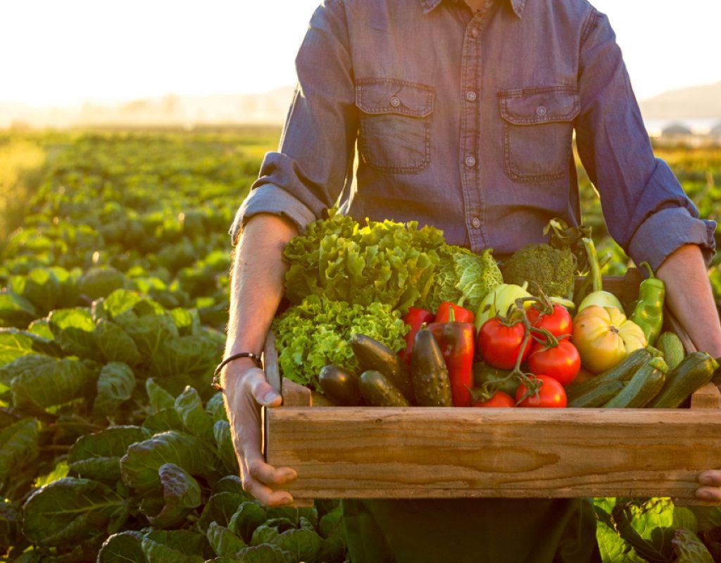 Person standing in a field holding a box of vegetables.