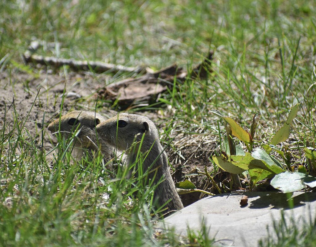 Close up on two gophers in the grass.