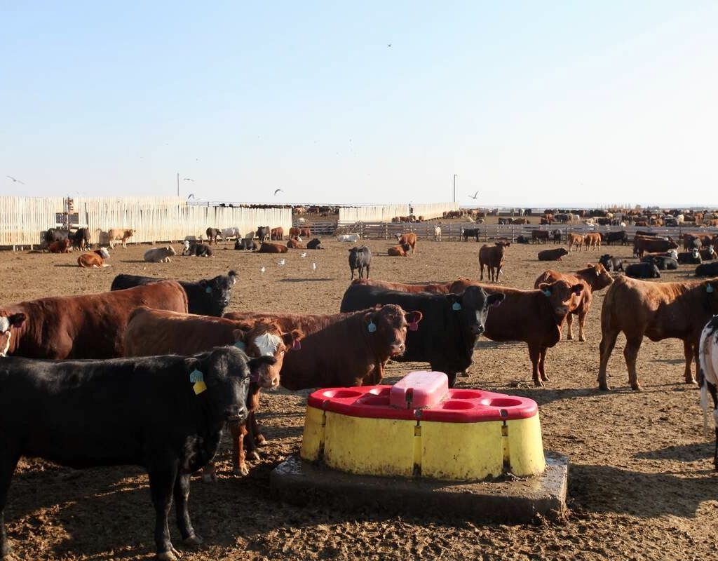 cattle in a feedlot