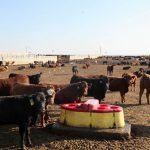 cattle in a feedlot