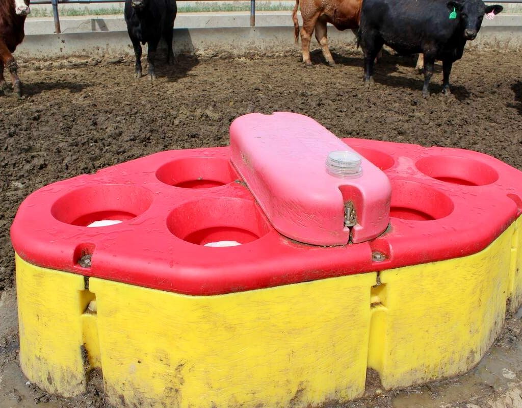 cattle water station in a feedlot