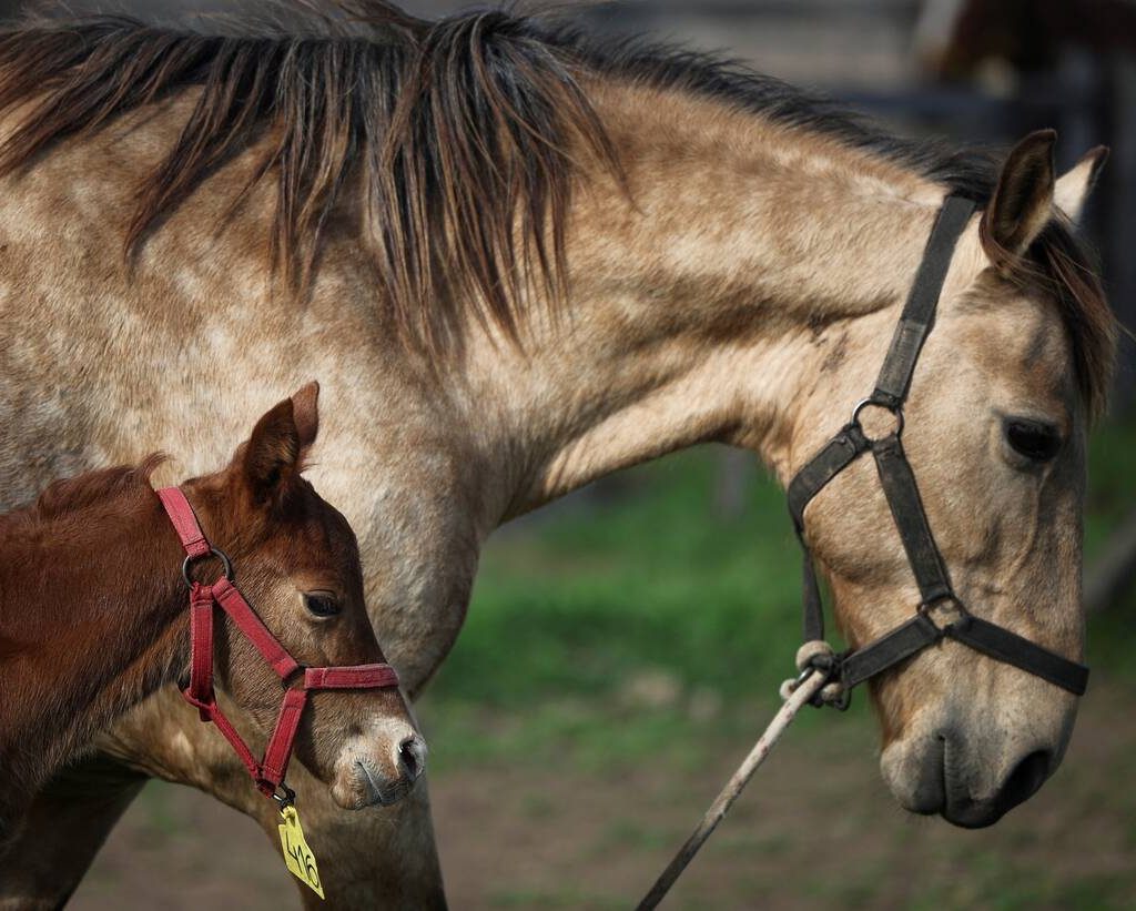 A cloned newborn horse stands next to its surrogate mother in an enclosure at a horse birthing hospital, in San Antonio de Areco, near Buenos Aires, Argentina July 29, 2025.