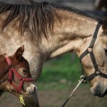 A cloned newborn horse stands next to its surrogate mother in an enclosure at a horse birthing hospital, in San Antonio de Areco, near Buenos Aires, Argentina July 29, 2025.