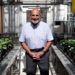 Scientist Leon Kochian poses between two rows of plants in a greenhouse.