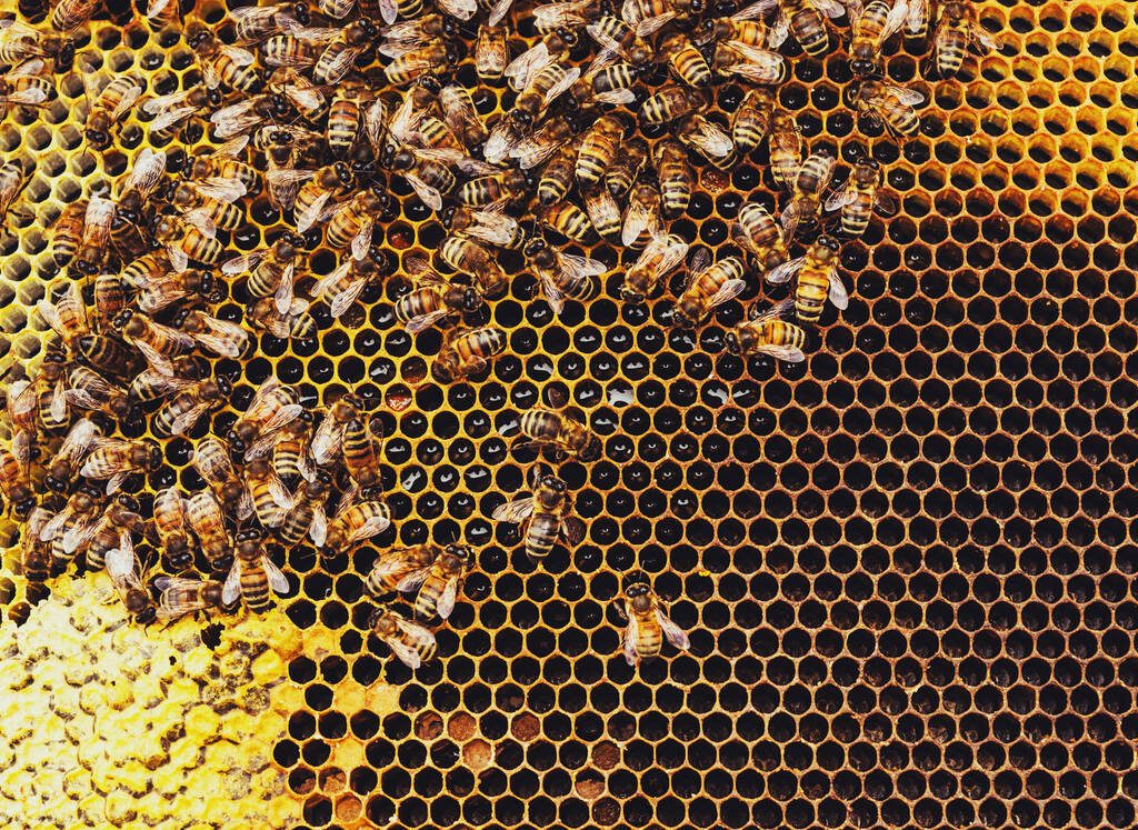 Honeybees swarm around their Queen as she lays eggs inside a beehive. Photo: shaunl/Getty Images Plus