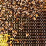 Honeybees swarm around their Queen as she lays eggs inside a beehive. Photo: shaunl/Getty Images Plus