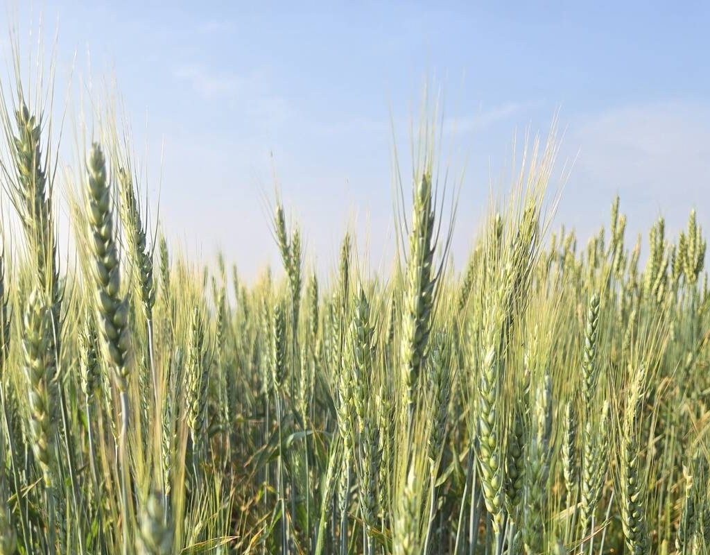 Green wheat heads below a blue sky.