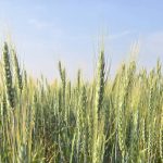 Green wheat heads below a blue sky.