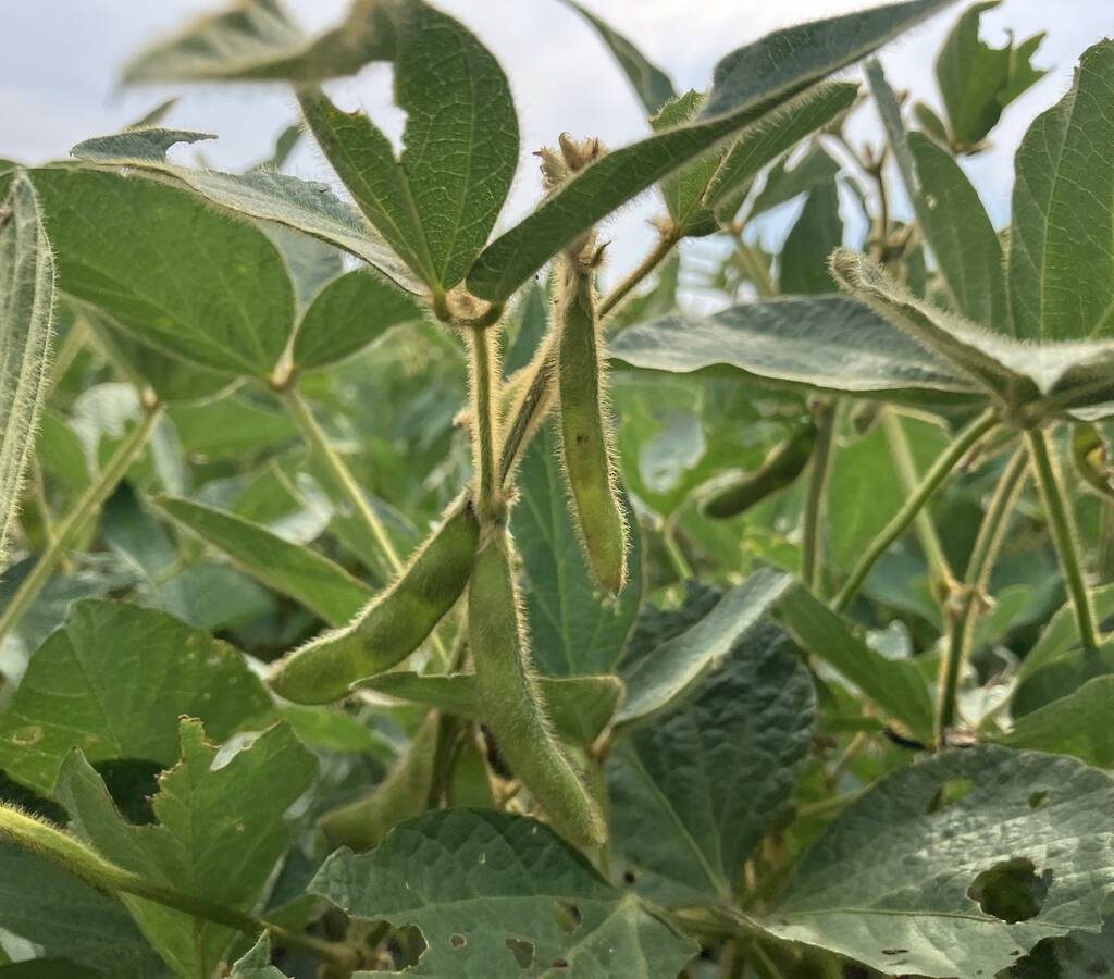 Pods on a soybean plant in a field near Selkirk, Manitoba in late August, 2024. | Greg Berg photo