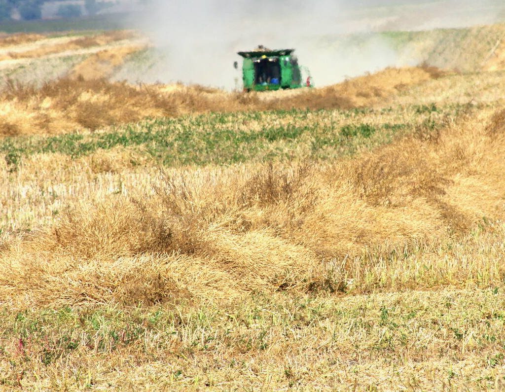 A swathed and dried down canola crop lies awaiting the combine near Mariapolis, Man., on Aug. 30, 2025. Photo: Alexis Stockford