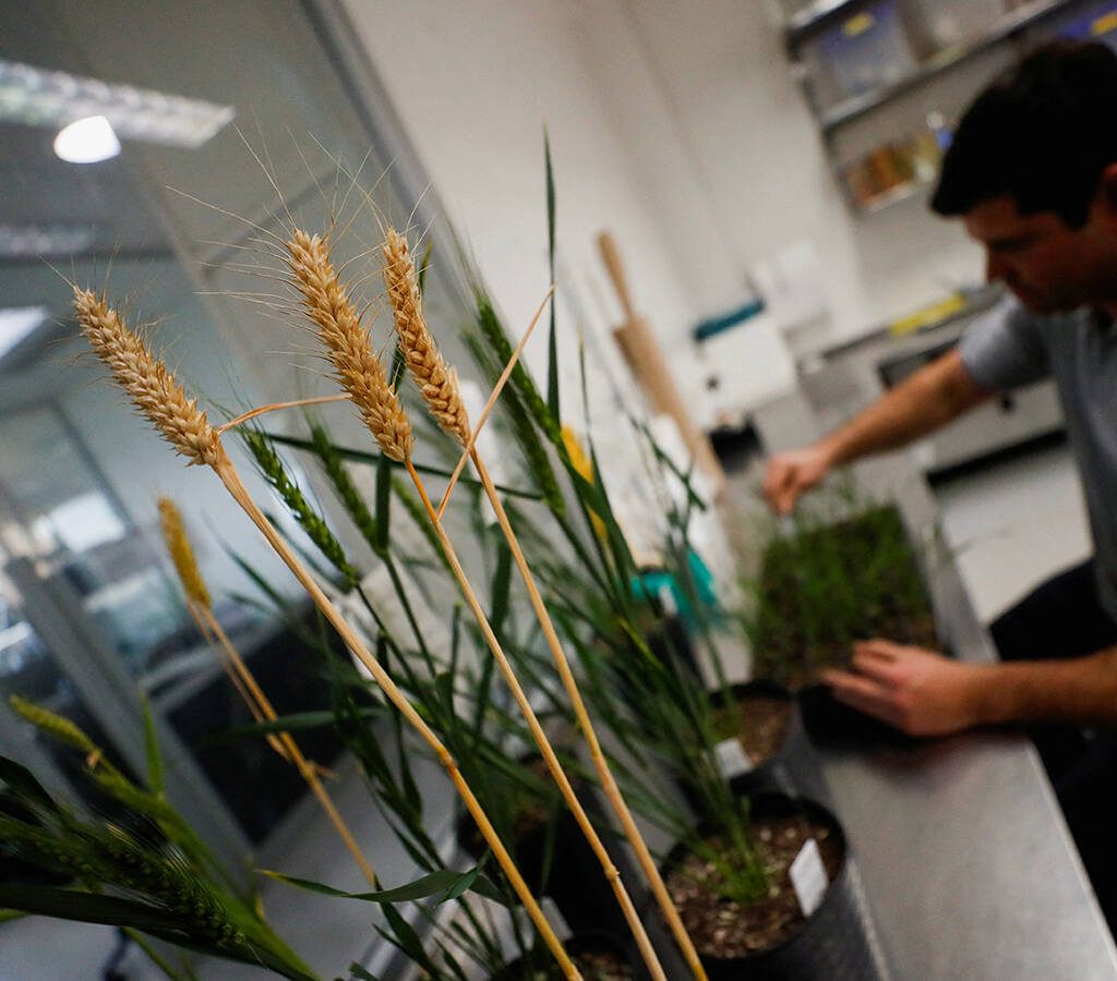 Wheat plants genetically modified with a strain called HB4, which have a gene that helps them better tolerate drought, are pictured inside a laboratory at Bioceres Crop Solutions in Rosario, Argentina July 19, 2022. REUTERS/Agustin Marcarian