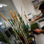Wheat plants genetically modified with a strain called HB4, which have a gene that helps them better tolerate drought, are pictured inside a laboratory at Bioceres Crop Solutions in Rosario, Argentina July 19, 2022. REUTERS/Agustin Marcarian