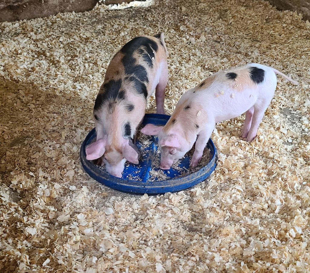 Two piglets eating food in a pen.