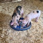 Two piglets eating food in a pen.