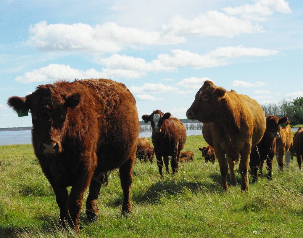 Brown cattle seen on a green pasture with a blue sky and fluffy clouds.