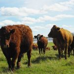 Brown cattle seen on a green pasture with a blue sky and fluffy clouds.