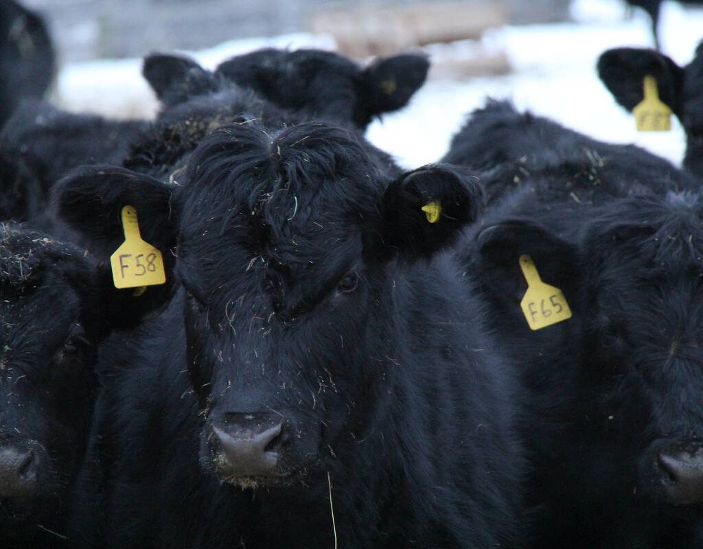 Black Angus cattle stand in the snow in Alberta. PHOTO: Lisa Guenther