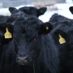 Black Angus cattle stand in the snow in Alberta. PHOTO: Lisa Guenther