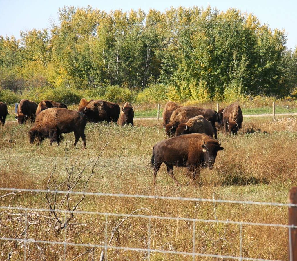 Attendees of the Indigenous Farm and Food Festival in Batoche, Sask., get a look at a bison herd in late September 2025. Photo: Janelle Rudolph