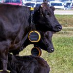 black cows wearing neck collars at a farm show