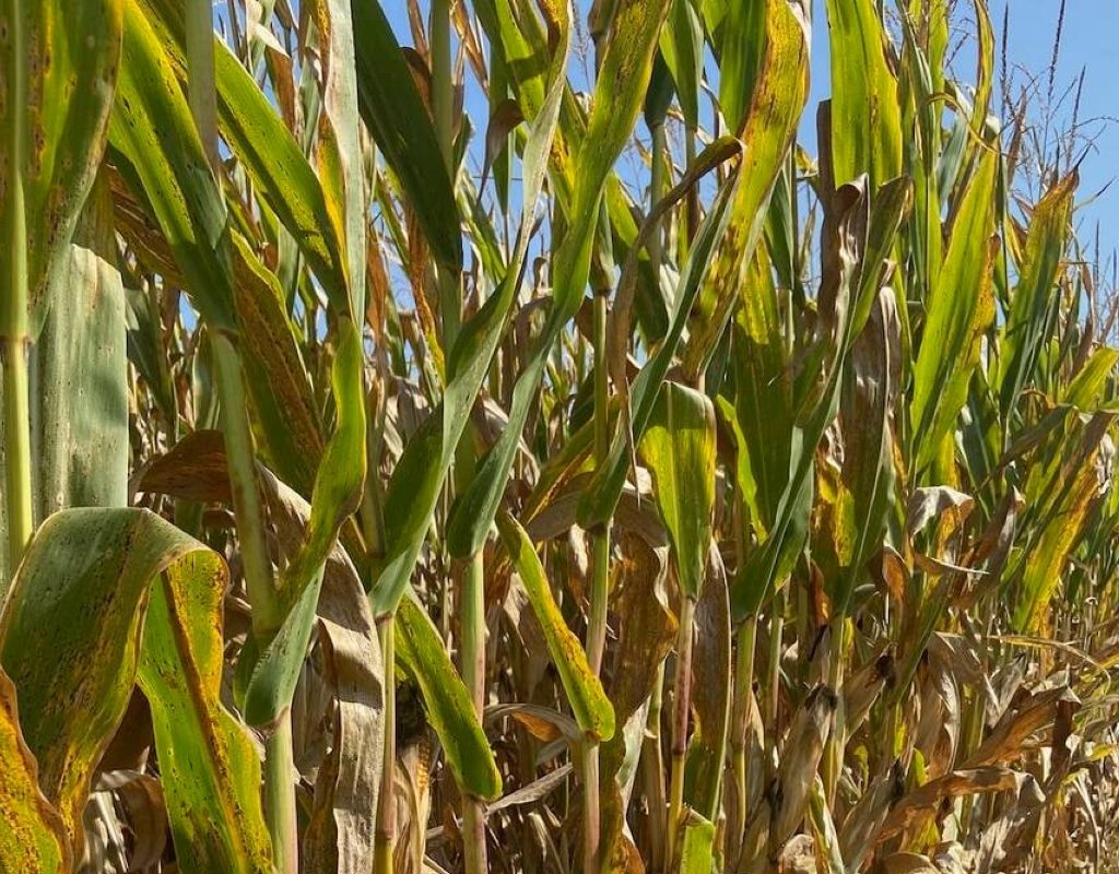 A row of corn with tar spot.