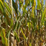 A row of corn with tar spot.