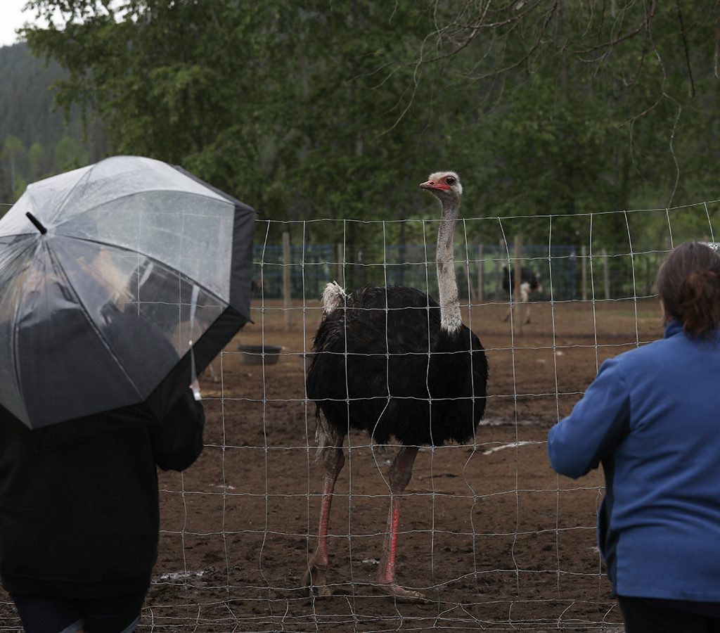 Two people look over a wire fence at an ostrich.