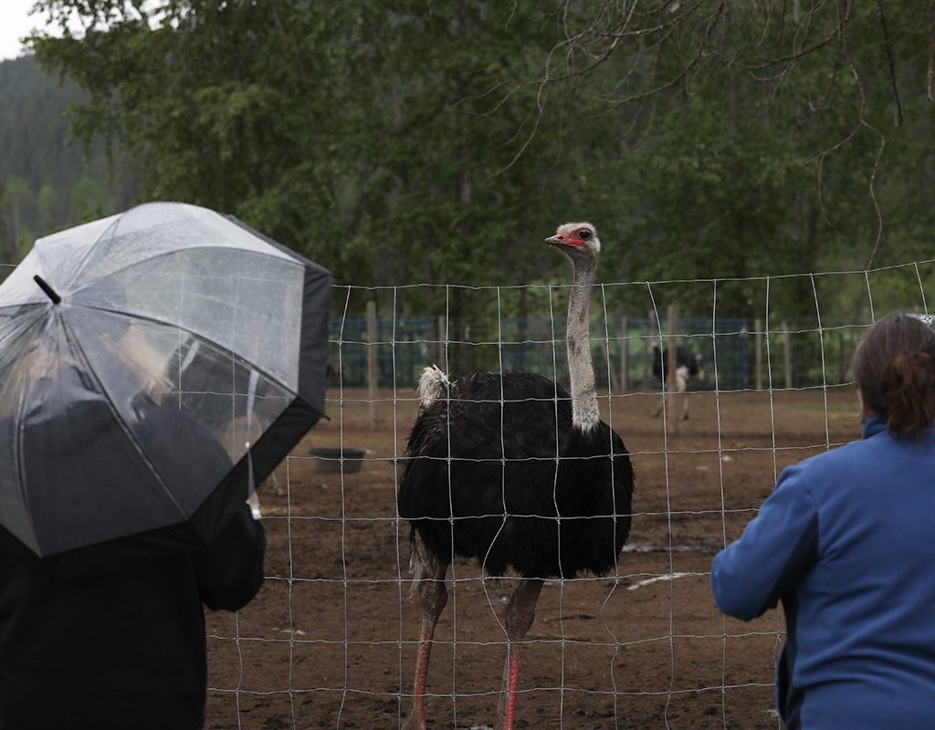 Two people look over a wire fence at an ostrich.