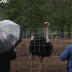 Two people look over a wire fence at an ostrich.