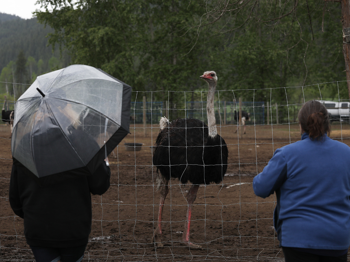 Image for B.C. ostrich flock cull paused amid U.S. push to save them