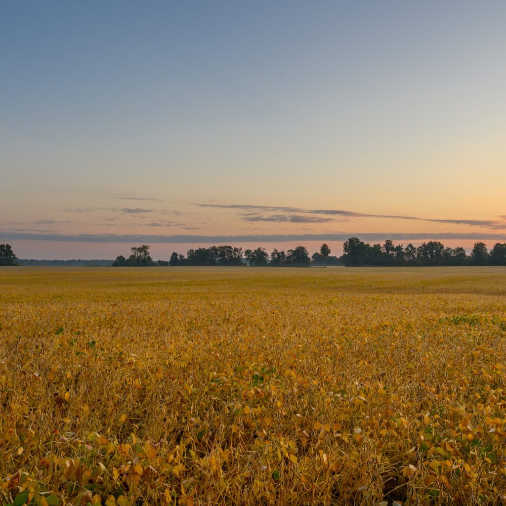 A sunset over a ripening soybean field.