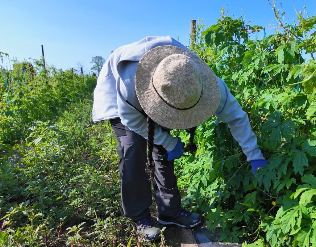 Immigrant farmworker picking produce in the field.
