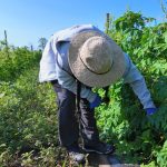 Immigrant farmworker picking produce in the field.