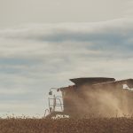 A combine is seen over the top of standing grain while a cloud of dust flies up around it.