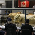 Beef cattle in the ring in front of cattle buyers at Grunthal Livestock Auction.