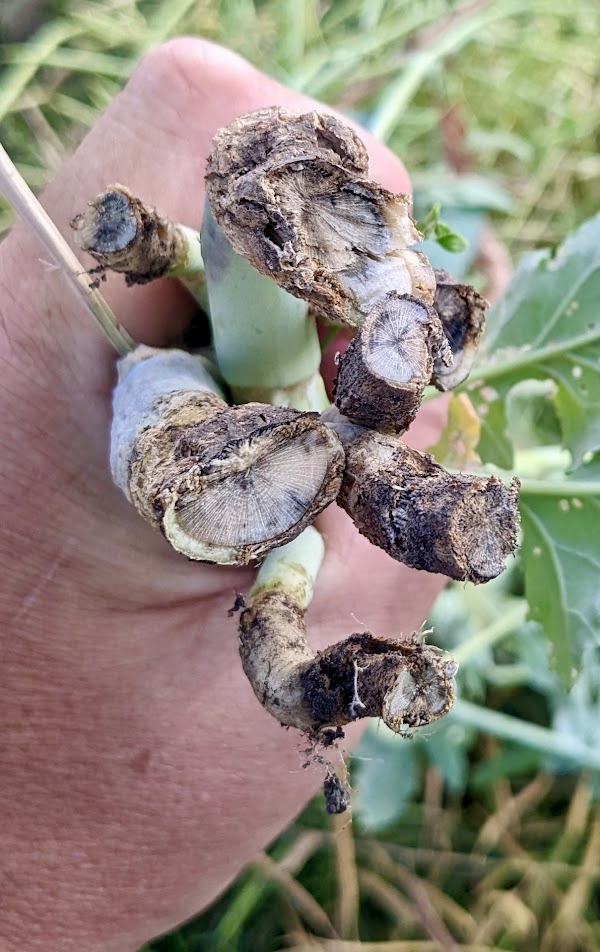 canola stems infected with blackleg