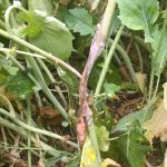 sclerotinia on a canola plant