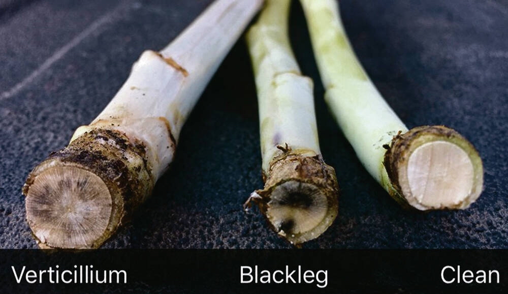 A key indicator for blackleg is a distinct black wedge in the root cortex. If there’s a grayish-hue and starburst pattern in the root cortex, then it’s likely verticillium stripe.