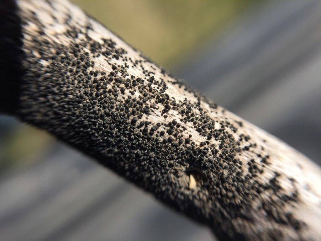 Blackleg microsclerotia on a canola stem.