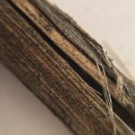 A canola stem infected by verticillium.